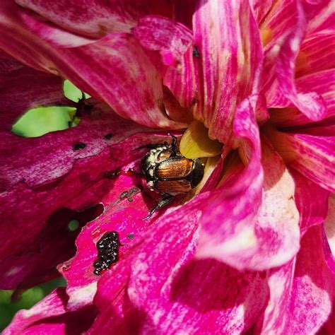 These Shiny Beetles Sure Do Like Having Sex On My Dahlias Rinsects