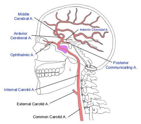 internal carotid artery branches mnemonic - Google Search Brain Anatomy, Anatomy And Physiology ...