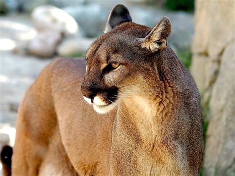 Criança De 9 Anos Sobrevive Depois De Ser Atacada Por Puma Nos Eua