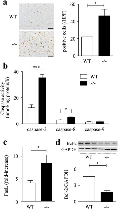 Hepatocyte Apoptosis In D Galnlps Induced Liver Injury Wt And Spred2