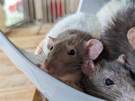 Adoption de Madan Indéfinie rat région Auvergne Rhône Alpes