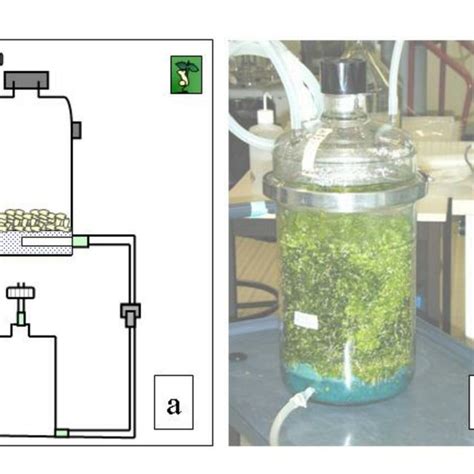 Pdf Disposable Bioreactors For Plant Micropropagation And Mass Plant