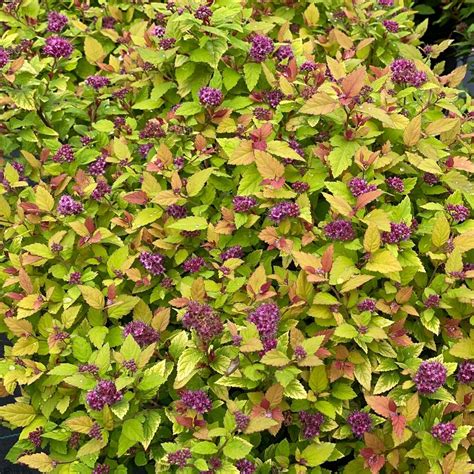 Double Play Dolly® Spirea Spiraea X Proven Winners