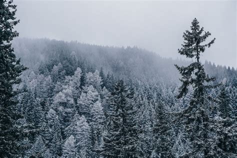 Evergreen Forest in Winter · Free Stock Photo