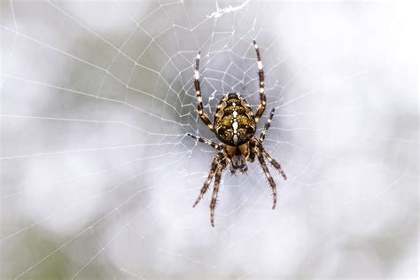 5 Tips For Spider Prevention Kapturepest