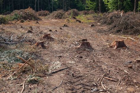 Premium Photo Felled Pine Trees In Forest Deforestation And Illegal Logging