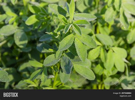 Alfalfa Plant Leaves