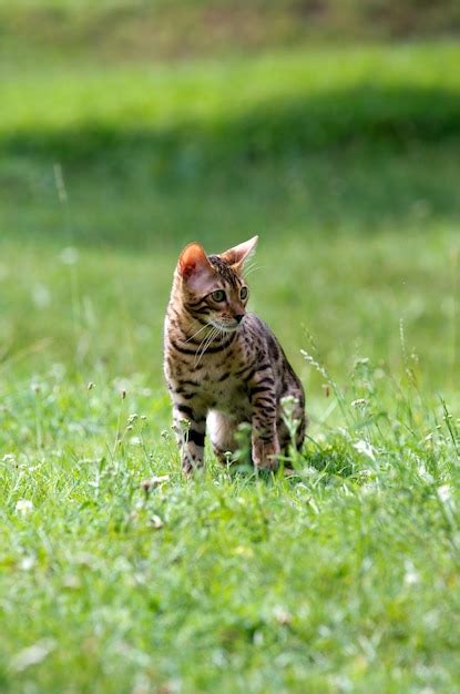 Premium Photo | Cat