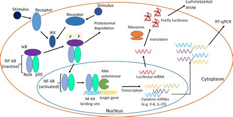 NF κB dependent Luciferase Activation and Quantification of Gene