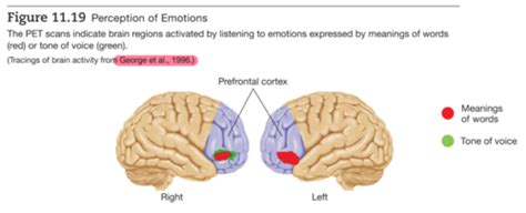 Psychobiologische Grundlagen Der Emotionspsychologie Neurobiologie