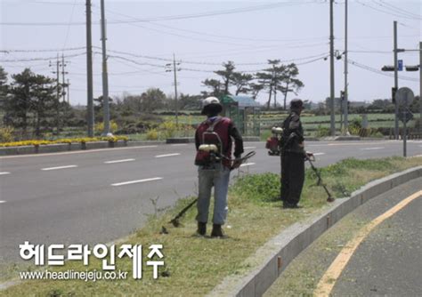 대정읍 새봄맞이 주요도로변 및 소공원 환경정비 실시 헤드라인제주