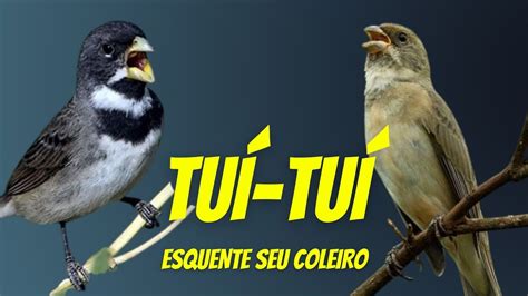 Canto Do Coleiro Tui Tui Para Encarte De Coleiro Tui Tui E Esquentar