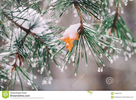 Close Up Dos Ramos Cobertos A Geada E A Neve Gotas Do Gelo Folha