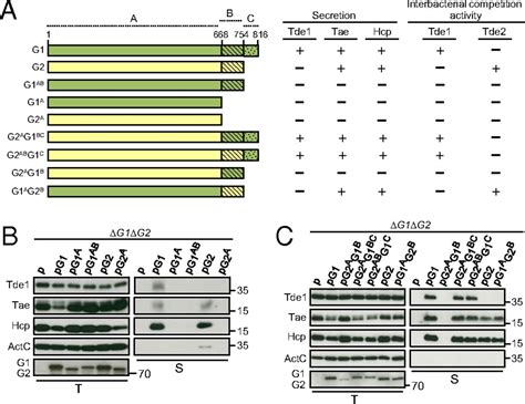 Vgrg C Terminus Confers The Type Vi Effector Transport Specificity And