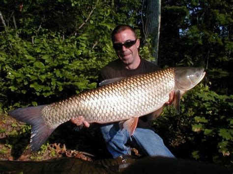 Species Of The Week Grass Carp