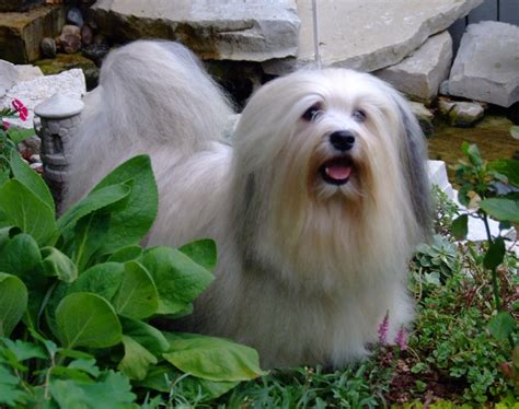 Havanese Breed Guide Learn About The Havanese