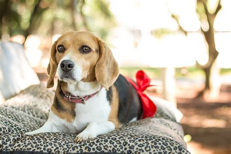 Quanto dura la gravidanza di un cane Ecco una guida con tutto ciò che