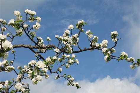 Fotos Gratis Rama Flor Cielo Blanco Comida Primavera Produce