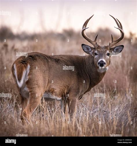 Mature White Tailed Deer Odocoileus Virginianus Buck Standing In