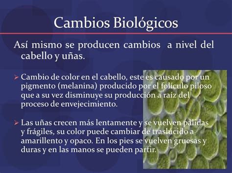 Proceso De Envejecimiento