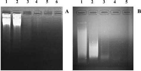 Agarose Gel Electrophoresis A Alkaline Agarose Gel Electrophoresis Download Scientific