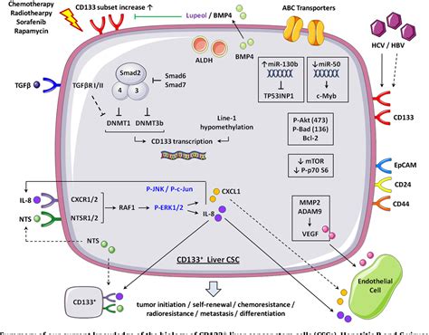 Figure 1 From Biology And Clinical Implications Of Cd133 Liver