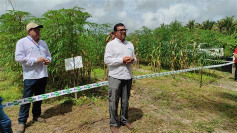 Dia de Campo Institucional sobre Roça Sustentável Consórcio