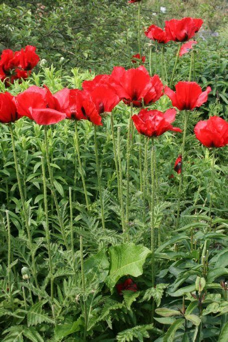 Orientalischer Mohn Beauty Of Livermere Xl Bl Tenstauden Starkl