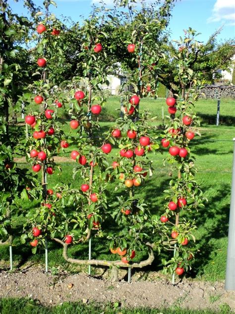 pommier en double u palisse Jardin fruitier Jardin potager Idées jardin