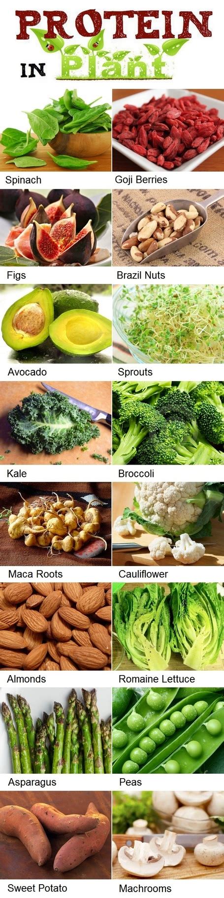 High Protein Foods List For Vegetarians Gardening