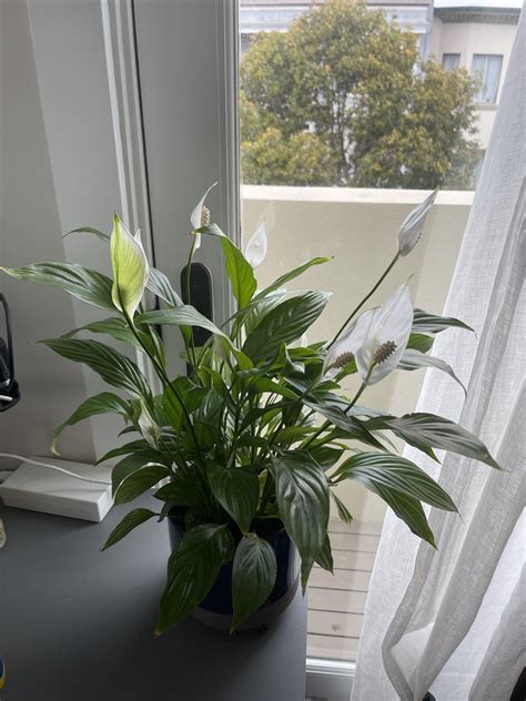 My peace lily is the first houseplant I’ve ever managed to not kill ...