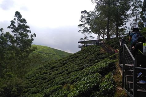 Amazing Cameron Highland Day Tour From Kuala Lumpur