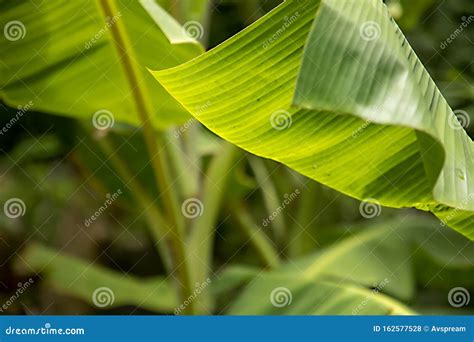 De Grandes Feuilles De Bananier Vert Exotique Au Soleil Sur Fond De