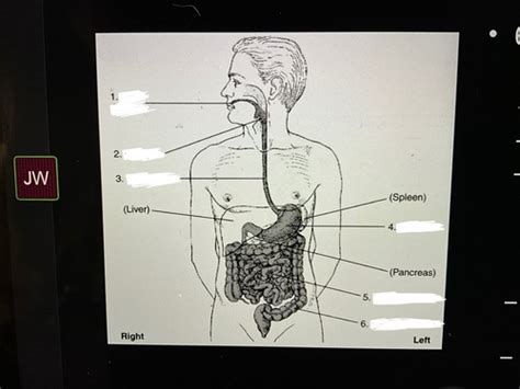 Procedures Ch 3 Abdomen Flashcards Quizlet