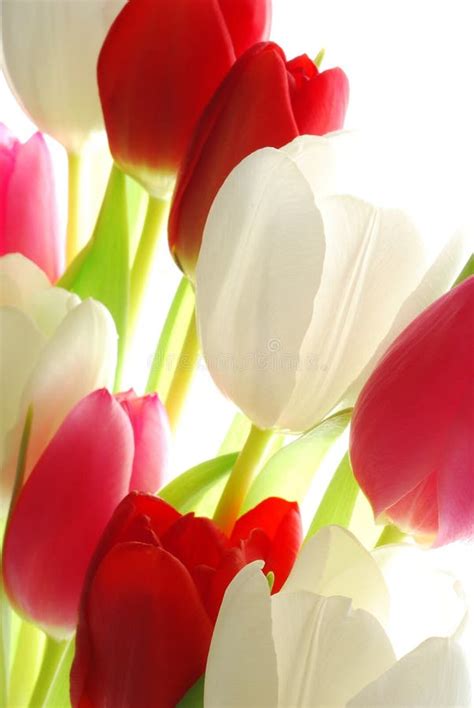 Red and white tulips stock photo. Image of beautiful, perspective - 4760766