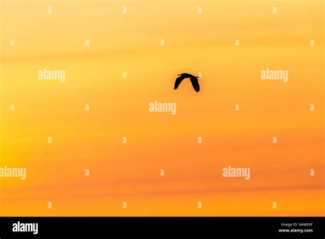 Silhouette great blue heron flying hi-res stock photography and images ...