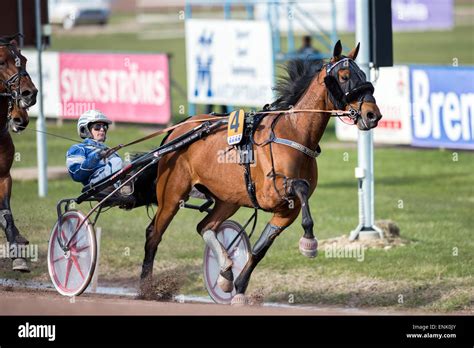 Harness Racing Sweden Hi Res Stock Photography And Images Alamy