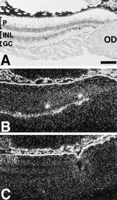 Melanopsin Is Expressed In The Monkey Inner Retina Brightfield A