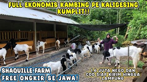 HARGA 1 6 JUTA FREE ONGKIR SE JAWA BAKALAN PASUNG BLUWER KAMBING PE