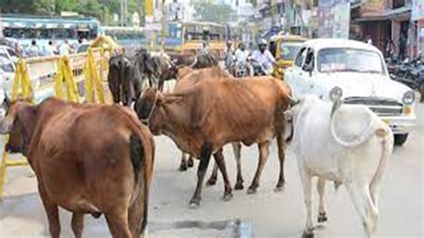 Gwalior Stray Cattle News सड़कों पर फिर नजर आ रहे आवारा मवेशियों के झुंड Gwalior Stray Cattle