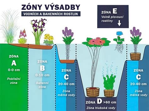 Bahenn Rostliny Pro Zahradn Jez Rko A Jeho B Ehy N Vod A Tipy