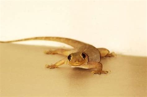 Ini Dampak Buruk Kehadiran Cicak Di Rumah Segera Usir Sonoraid