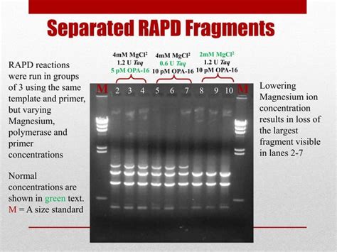 Random Amplified Polymorphic Dna Rapd Ppt