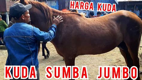 Pasar Kuda Review Harga Kuda Sumba Jumbo Di Pasar Kuda Jeneponto