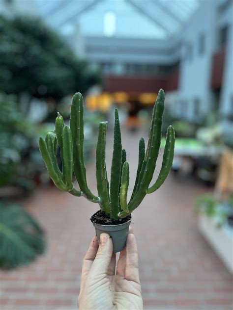 Stapelia Leendertziae La Selva Gartneri