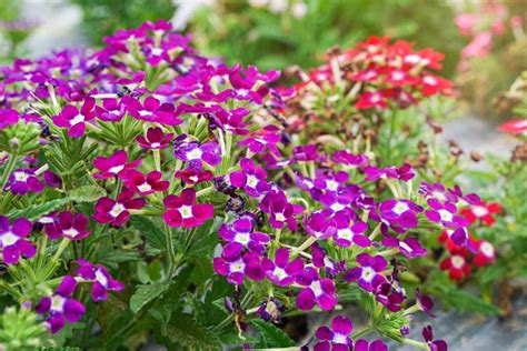 Verbena How To Grow And Care With Success