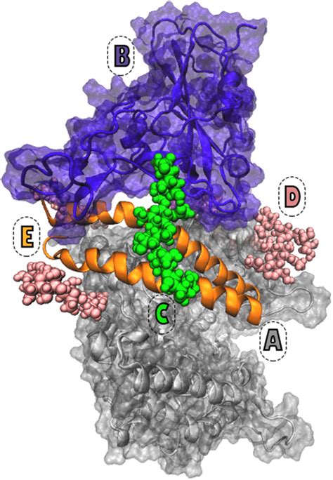 The Extracellular Domain Of Human Ace2 And Rbd Of Sars Cov 2 S Protein