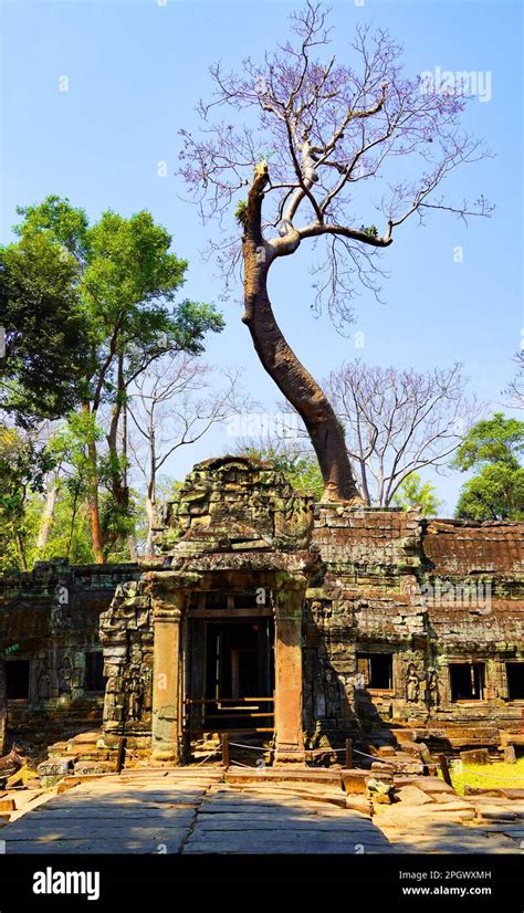 Ta Prohm, the Tomb Raider Temple in Cambodia Stock Photo - Alamy