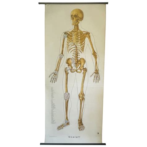 map of the human skeleton 1