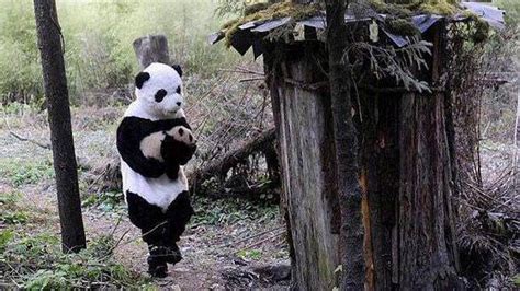 nyamar jadi panda penjaga satwa  bikin kamu gemas